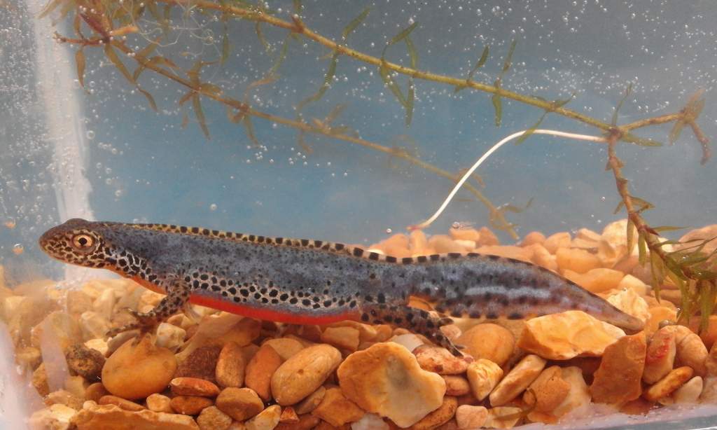 Male alpine newt