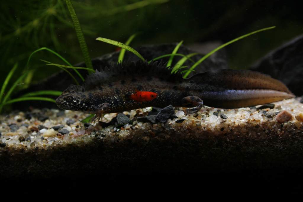 Male and his platy friend