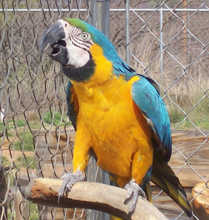 Male B&G macaw