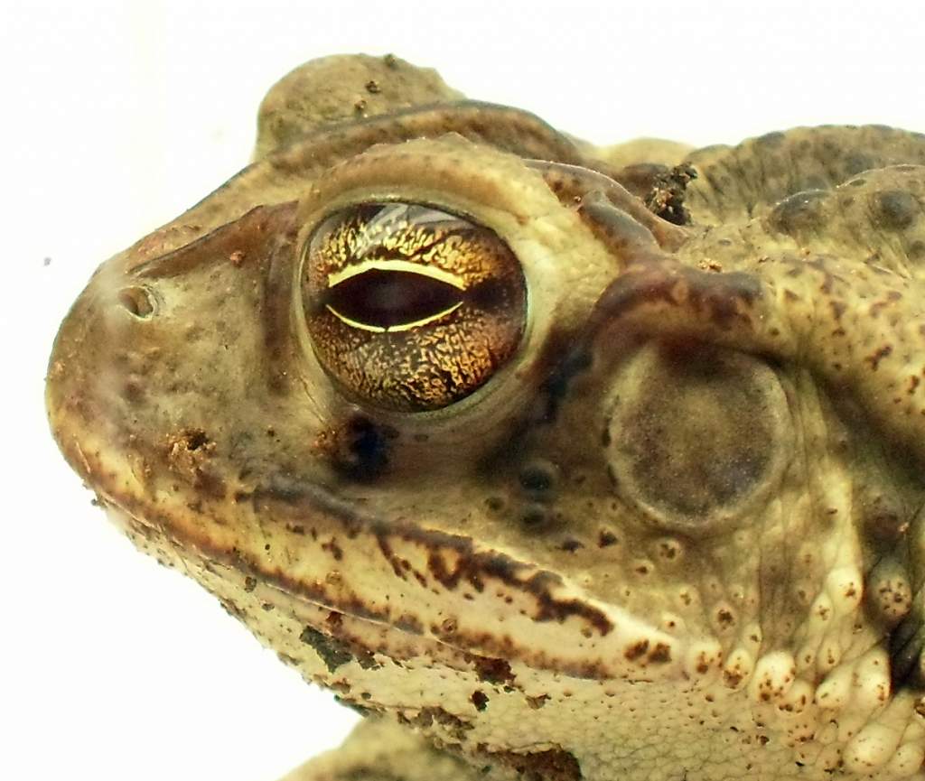 Male Bufo Nebulifer