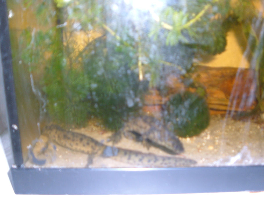 Male (Darwin) and female (Wedgwood) Ribbed Newts. No problems keeping them so far, other than occasional agression at feeding time.