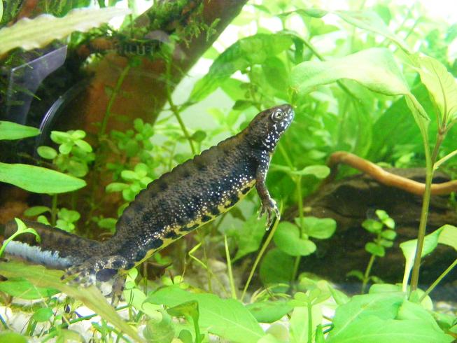 male dobro looking for food