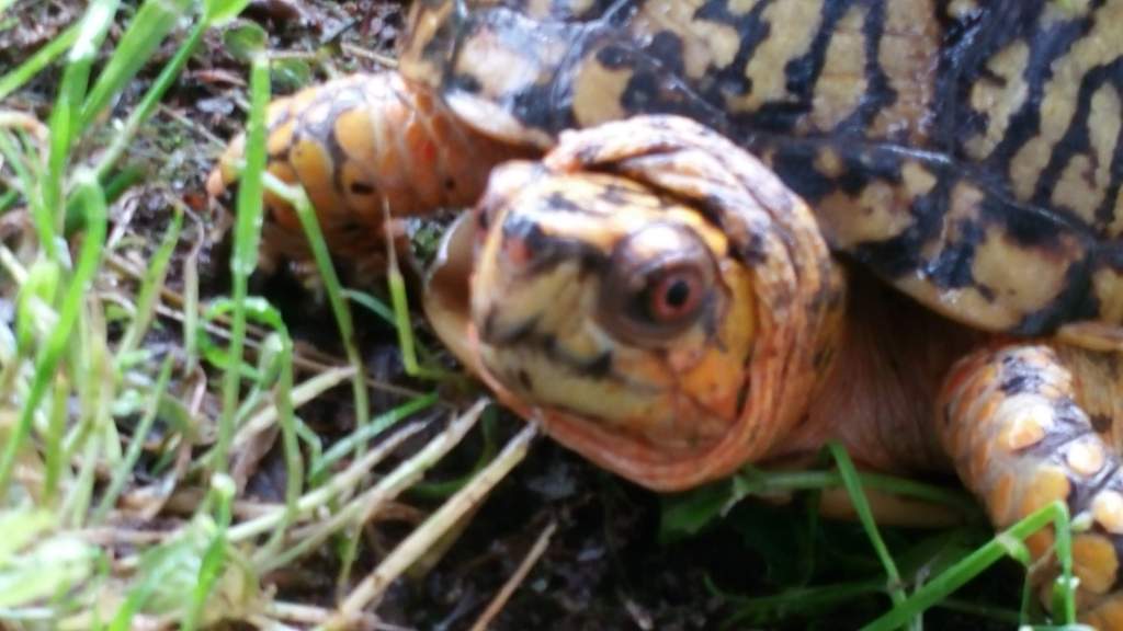 Male Eastern box turtle. Just seen earlier today