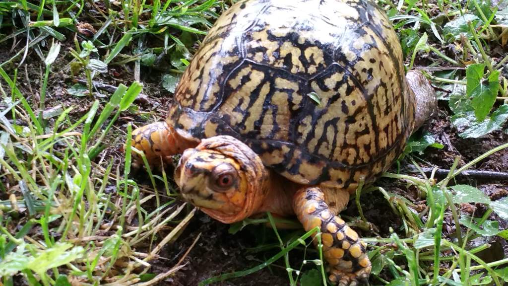 Male Eastern box turtle. Same individual seen in the last photo, just less zoomed in