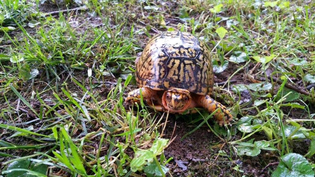 Male Eastern box turtle. Same one as last photos