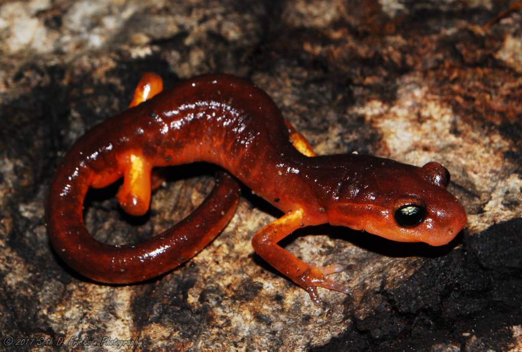 Male Ensatina eschscholtzii xanthoptica