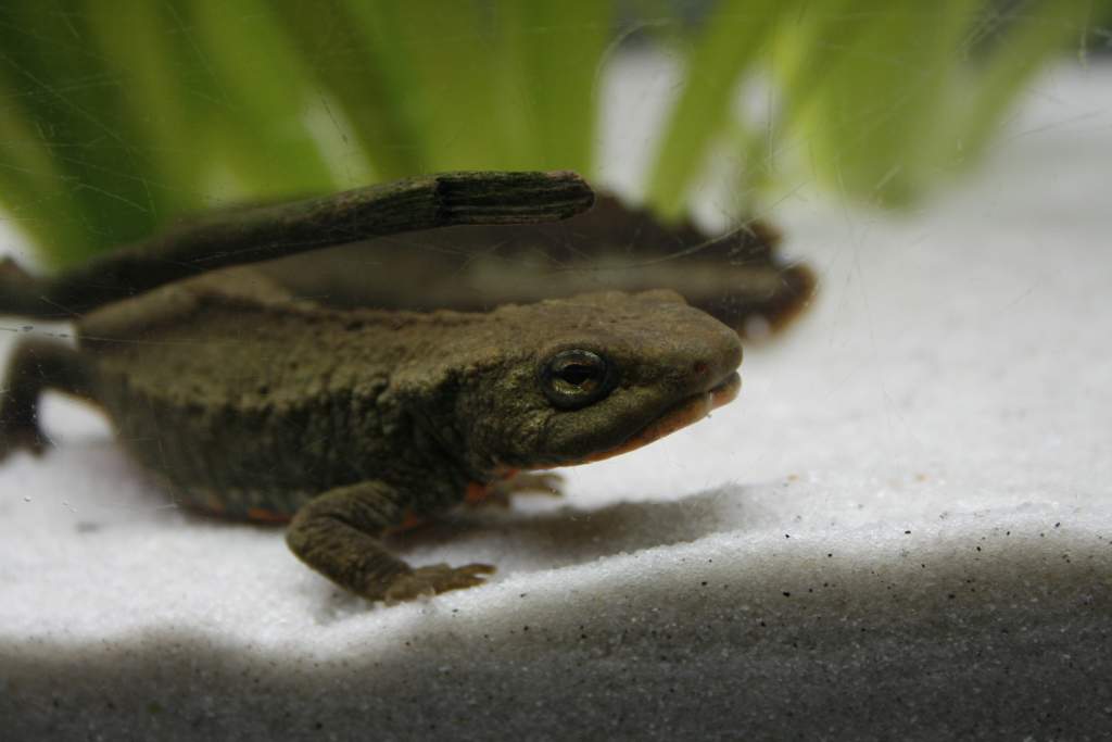 Male eye detail