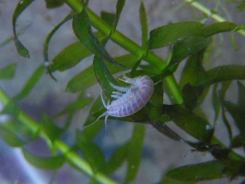 Male gammarid, possibly Rivulogammarus pulex, but i really don´t know.