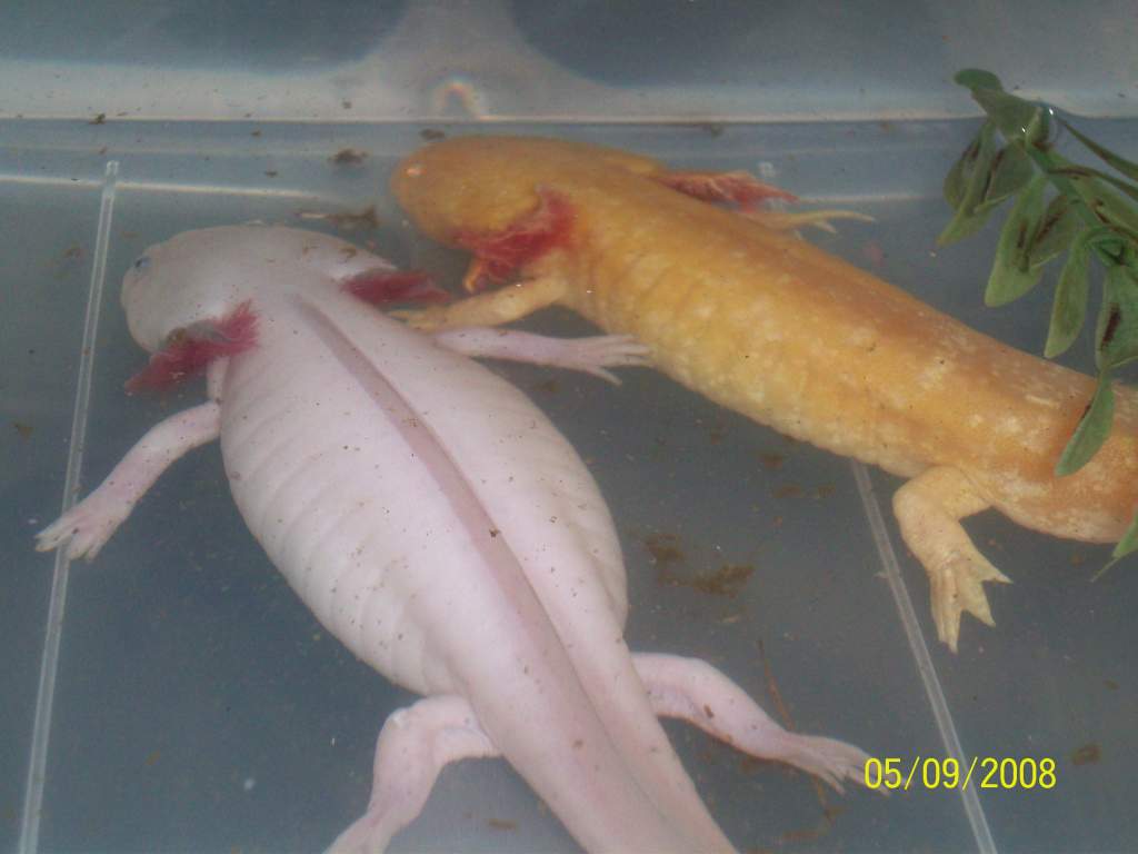 male golden female white axie