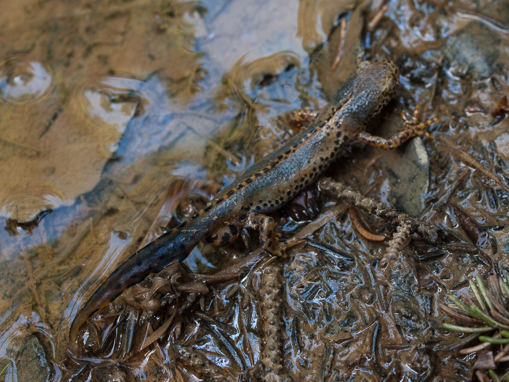 Male Ichthyosaura alpestris in his courtship plumage.