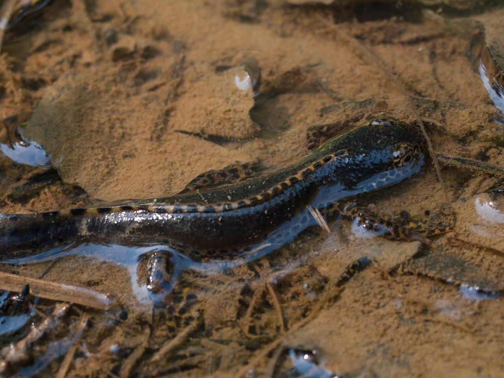 Male Ichthyosaura alpestris in his courtship plumage.