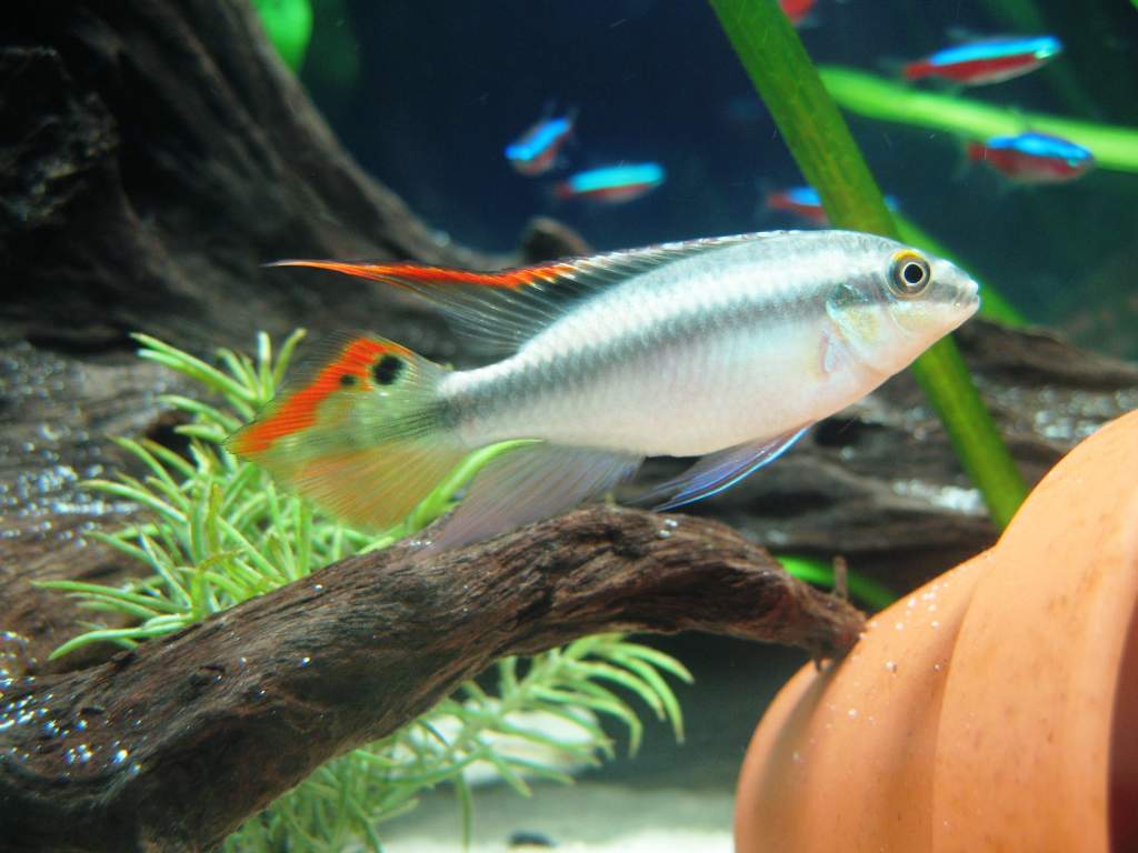 Male kribensis cichlid (Pelvicachromis pulcher) from Nigeria who has already successfully protected and raised 3 batches of fry with his life partner.