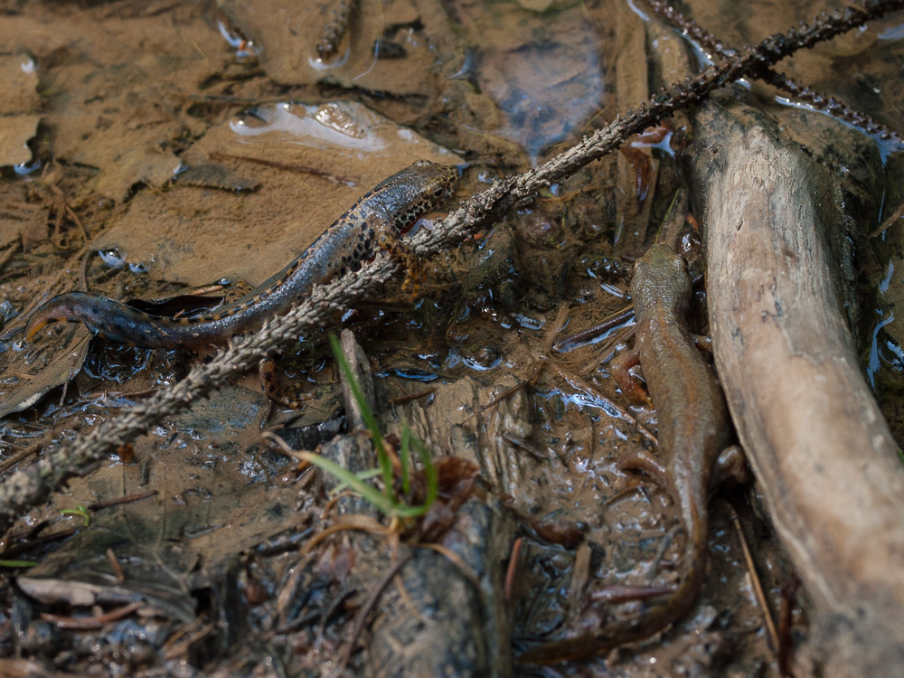 Male (left) and female (right) Ichthyosaura alpestris.