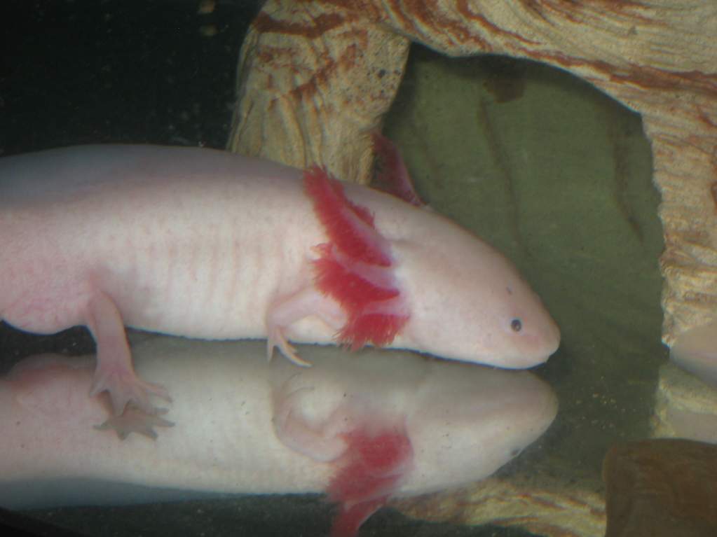 Male leucistic axolotl - "Poe"