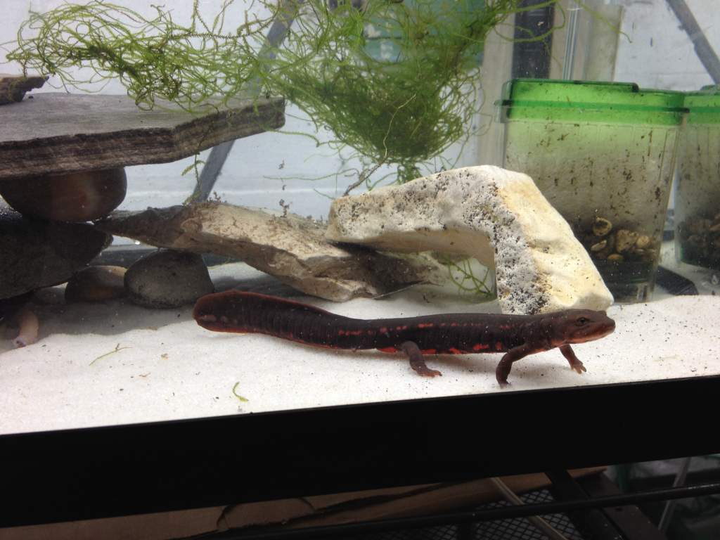 Male Paddle Tail Newt