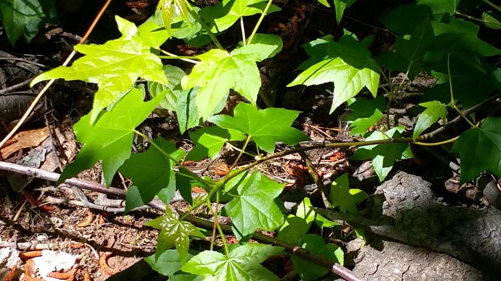 Male Plestiodon skink. Could not identify it as Common five-lined, Broad-head, or Southeastern five-lined. See if you can find him, lol!