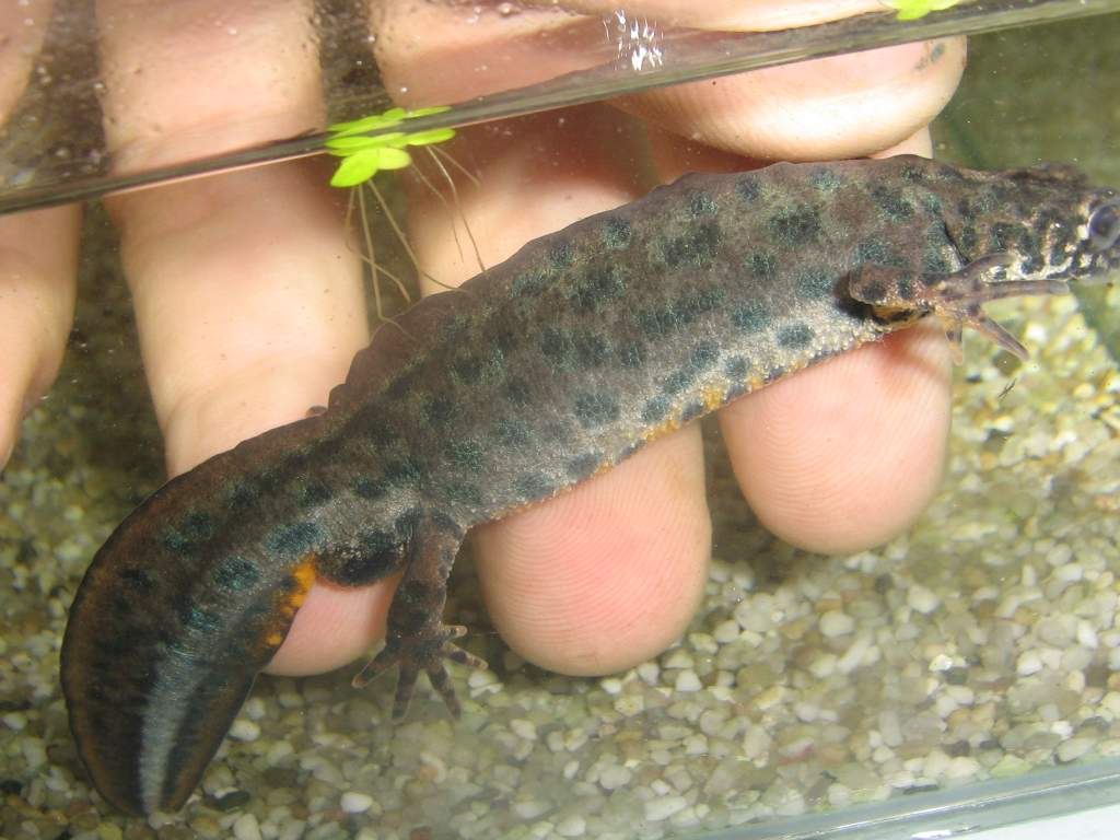 Male Triturus artnzeni, a specie from Bulgaria!
Male,  31 october 2009, one momnth after put aquatic!