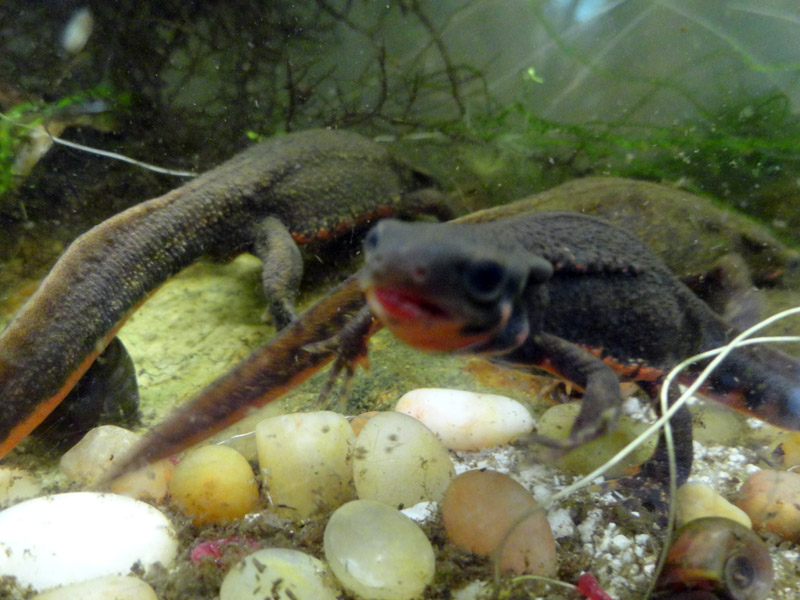 male with a mouth full of bloodworms