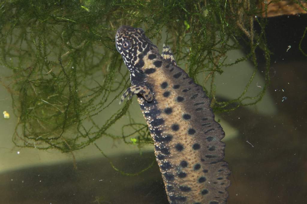 Male with breeding crest