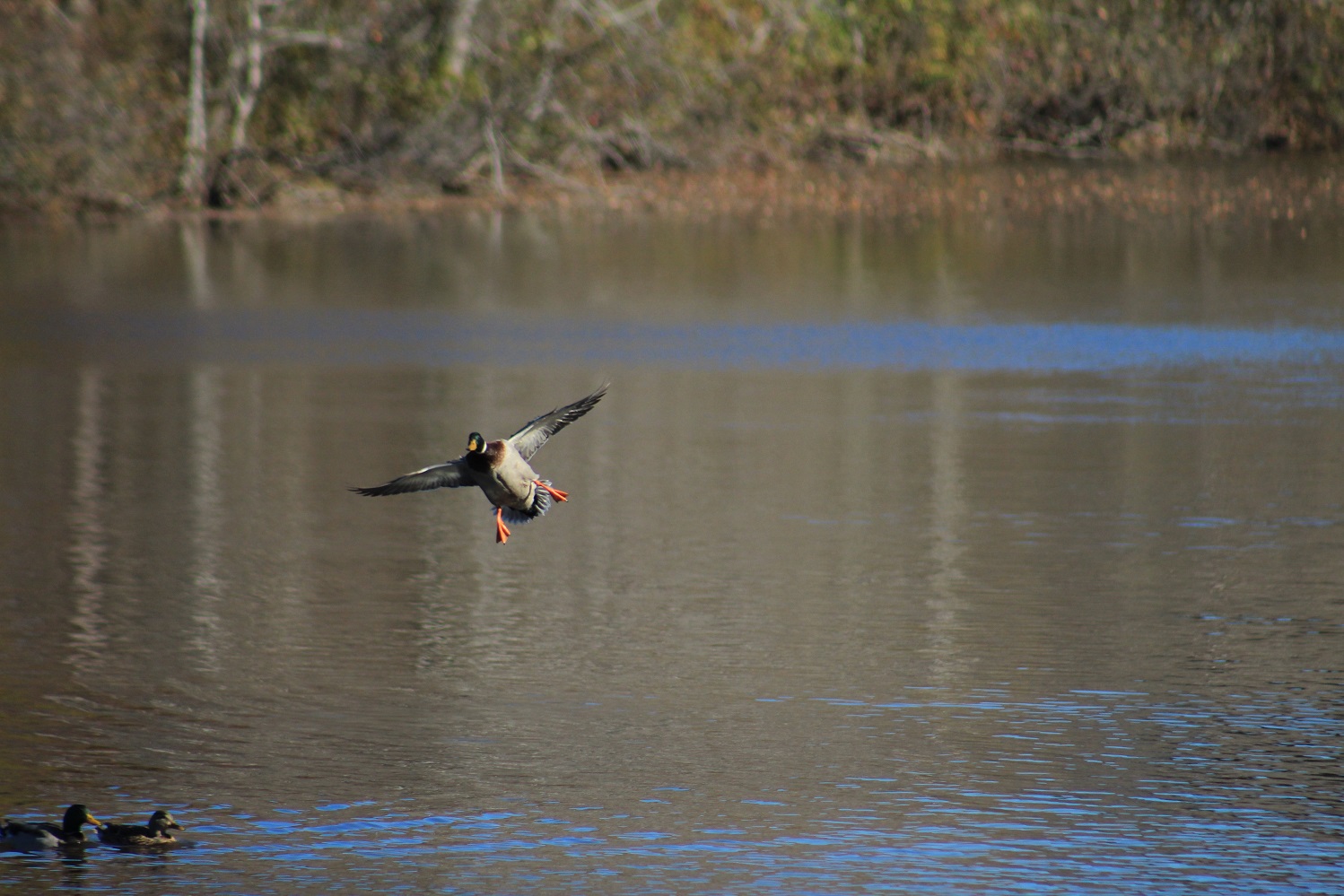 Mallard