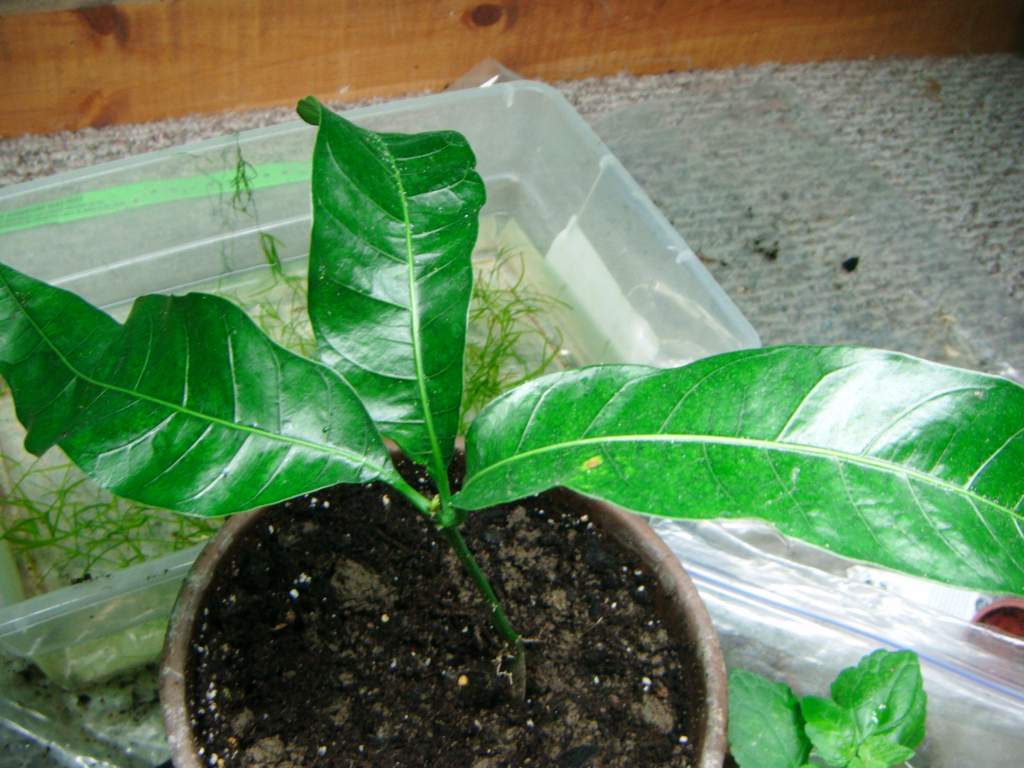 Mango tree seedling