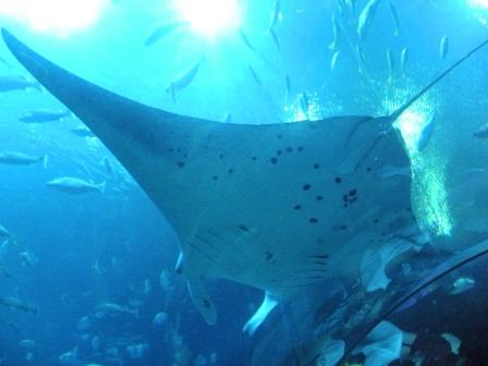 Manta ray (~10 feet wingspan)