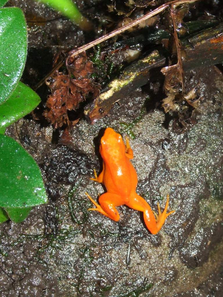 Mantella aurantiaca 1