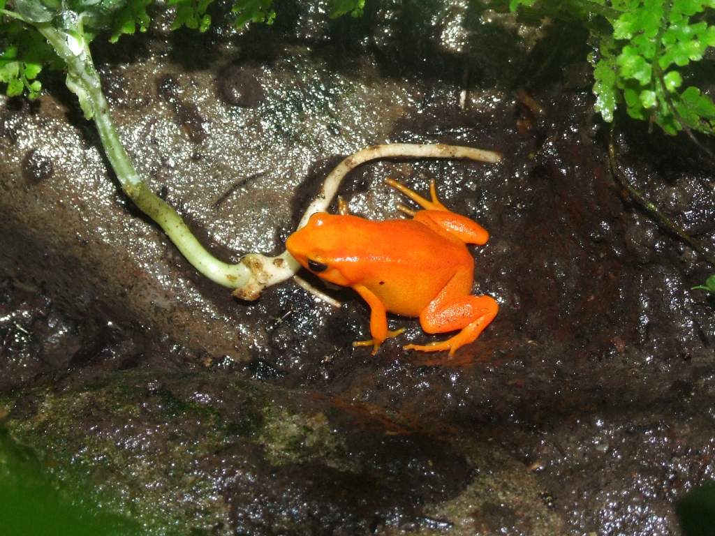 Mantella aurantiaca 2