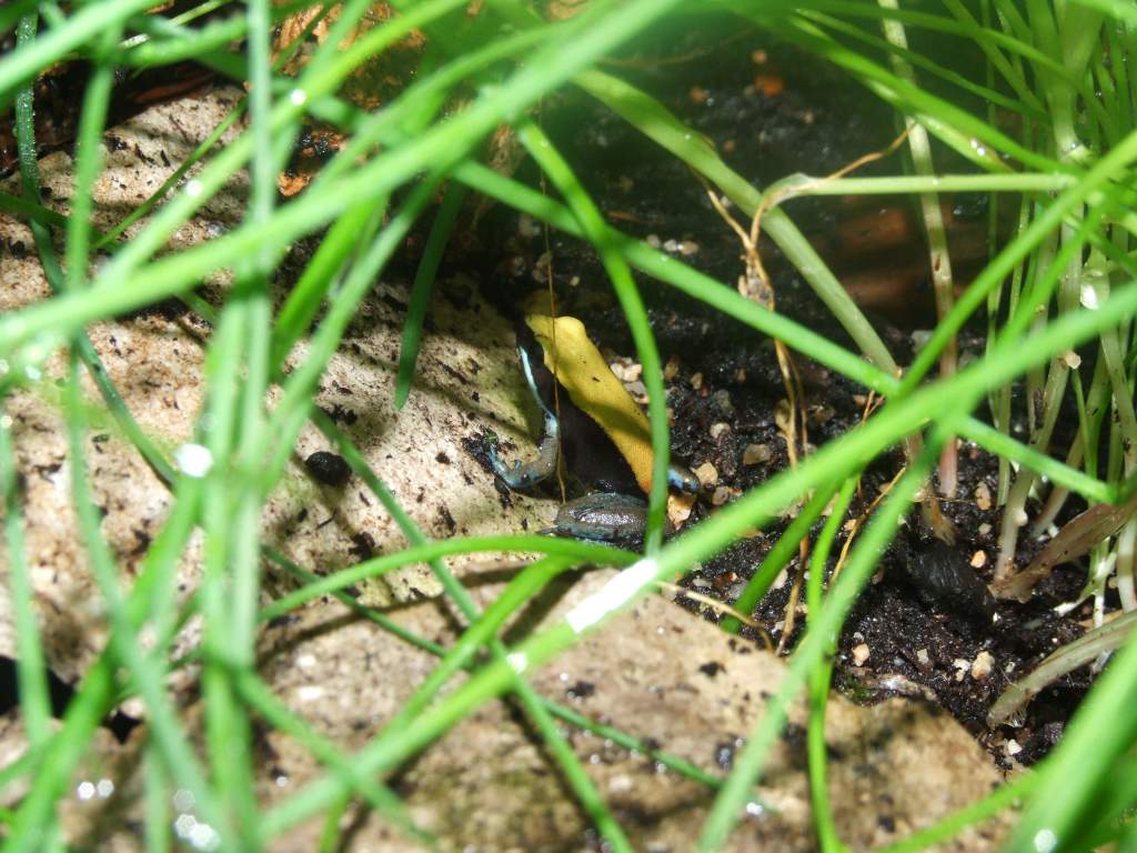 Mantella expectata 1