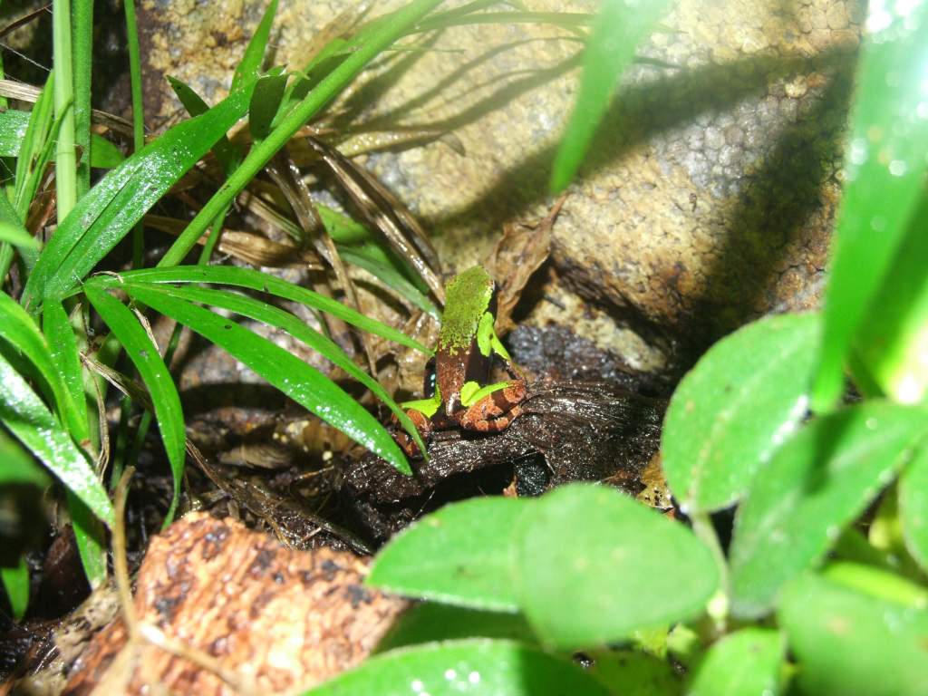 mantella nigricans 1