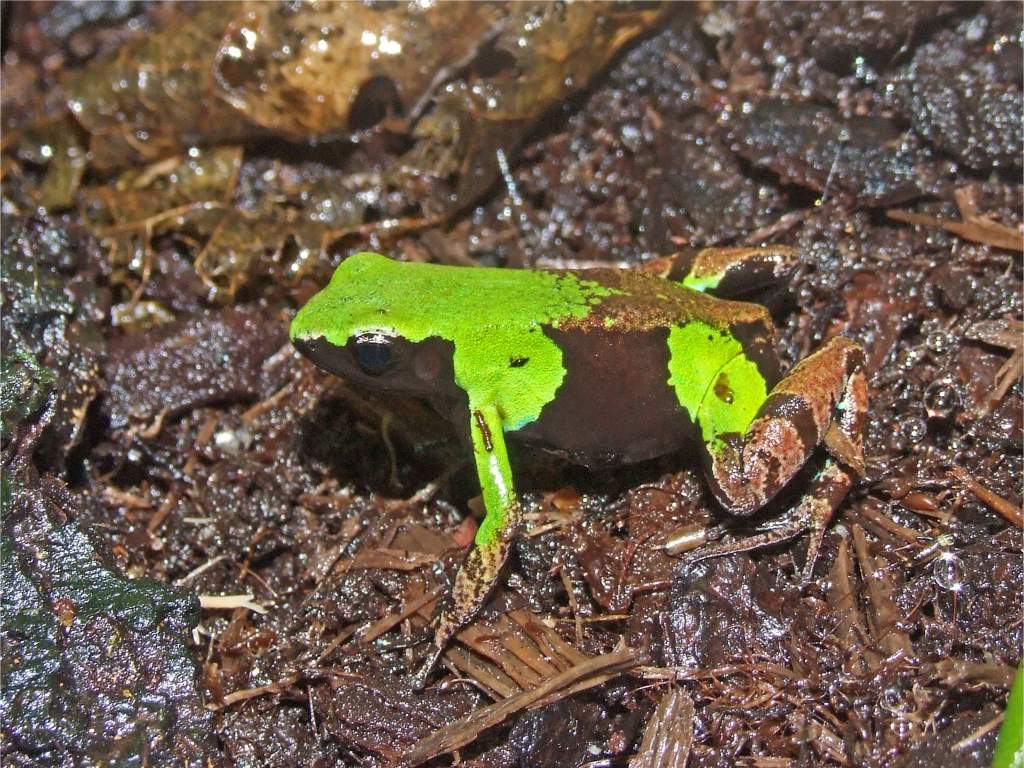 Mantella nigricans 2