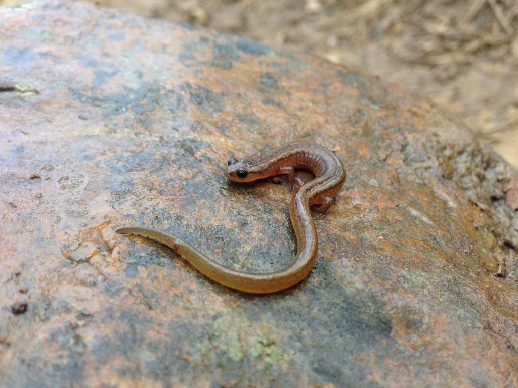 Many-ribbed Salamander (Eurycea multiplicata)