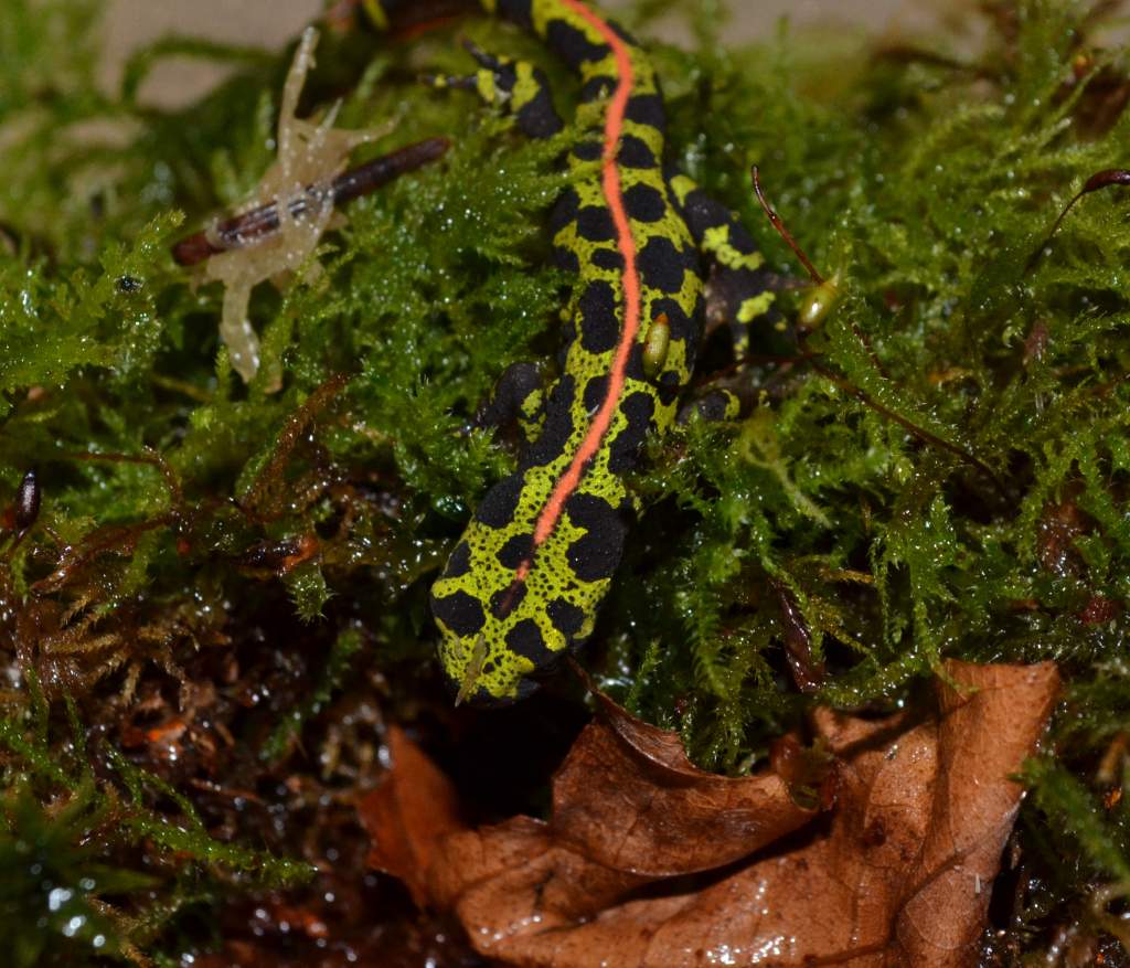 Marbled Newt
Nomenclature: Triturus marmoratus
IUCN Red List: Least Concern

© 2013 (These are my own photographs, please ask permission before using)