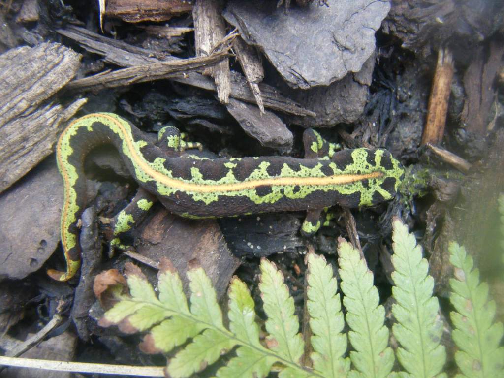 Marbled newt