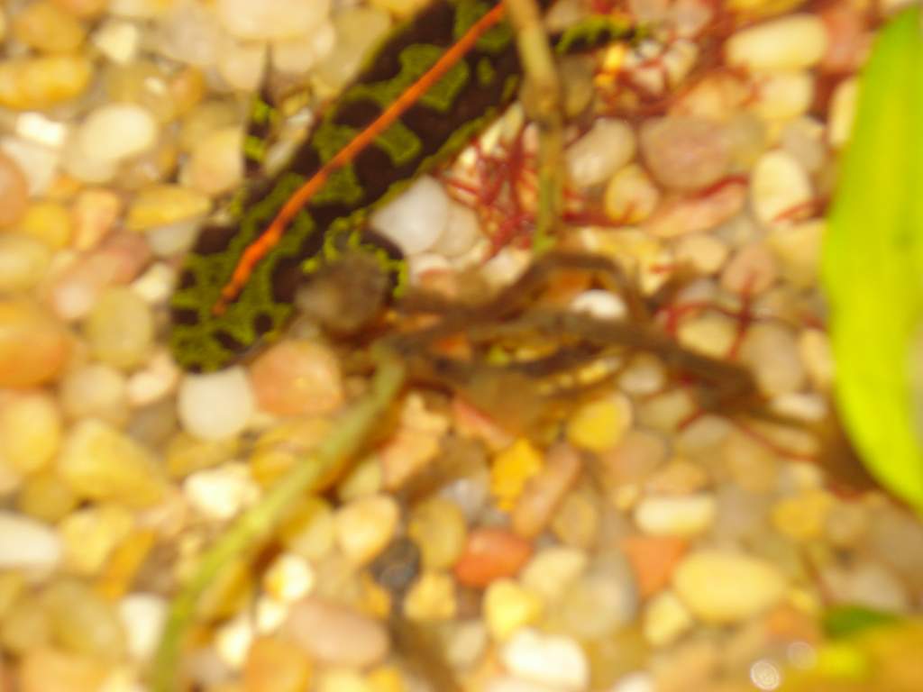 marbled newt