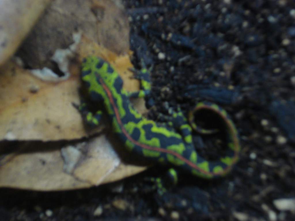 marbled newt