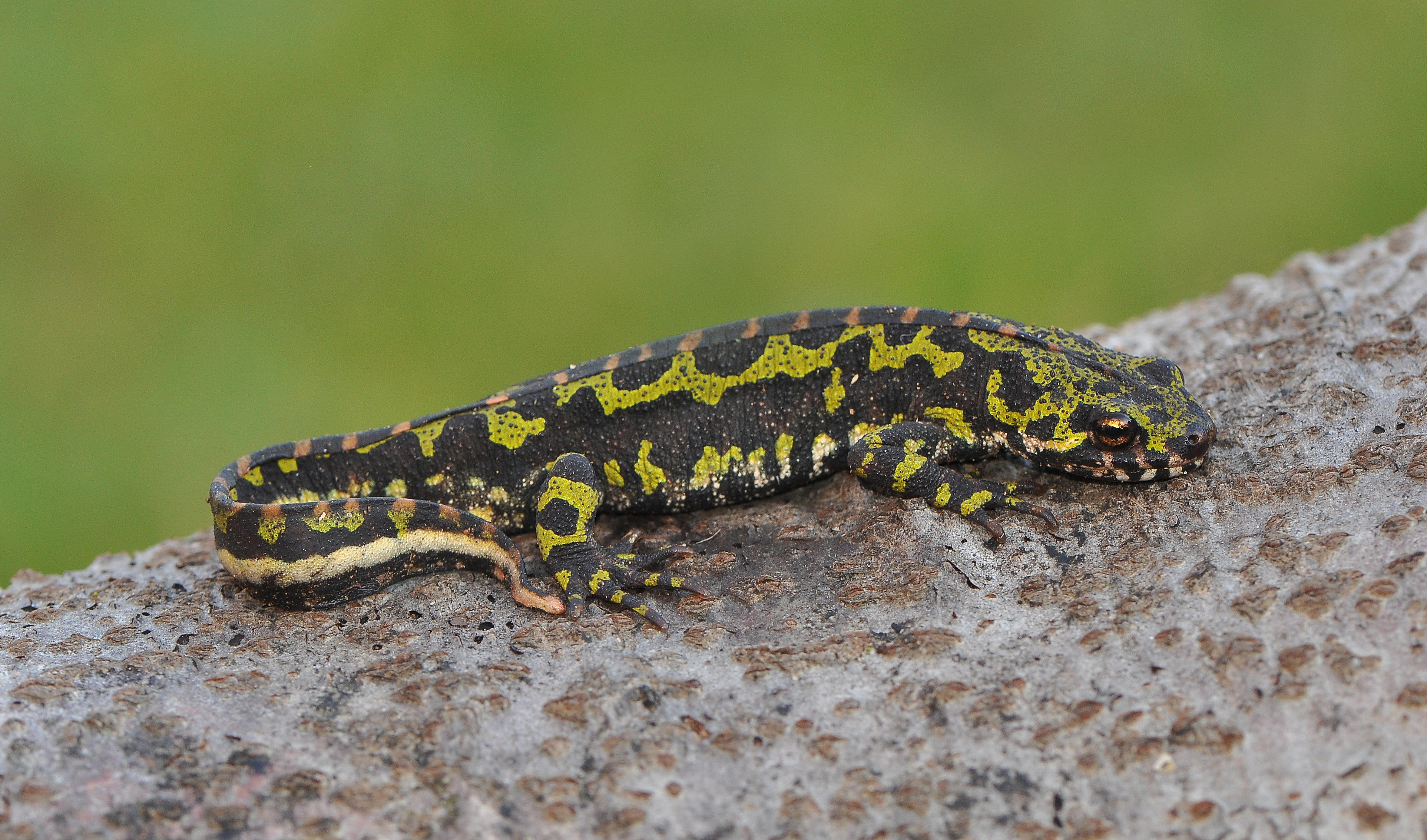 marbled newt2