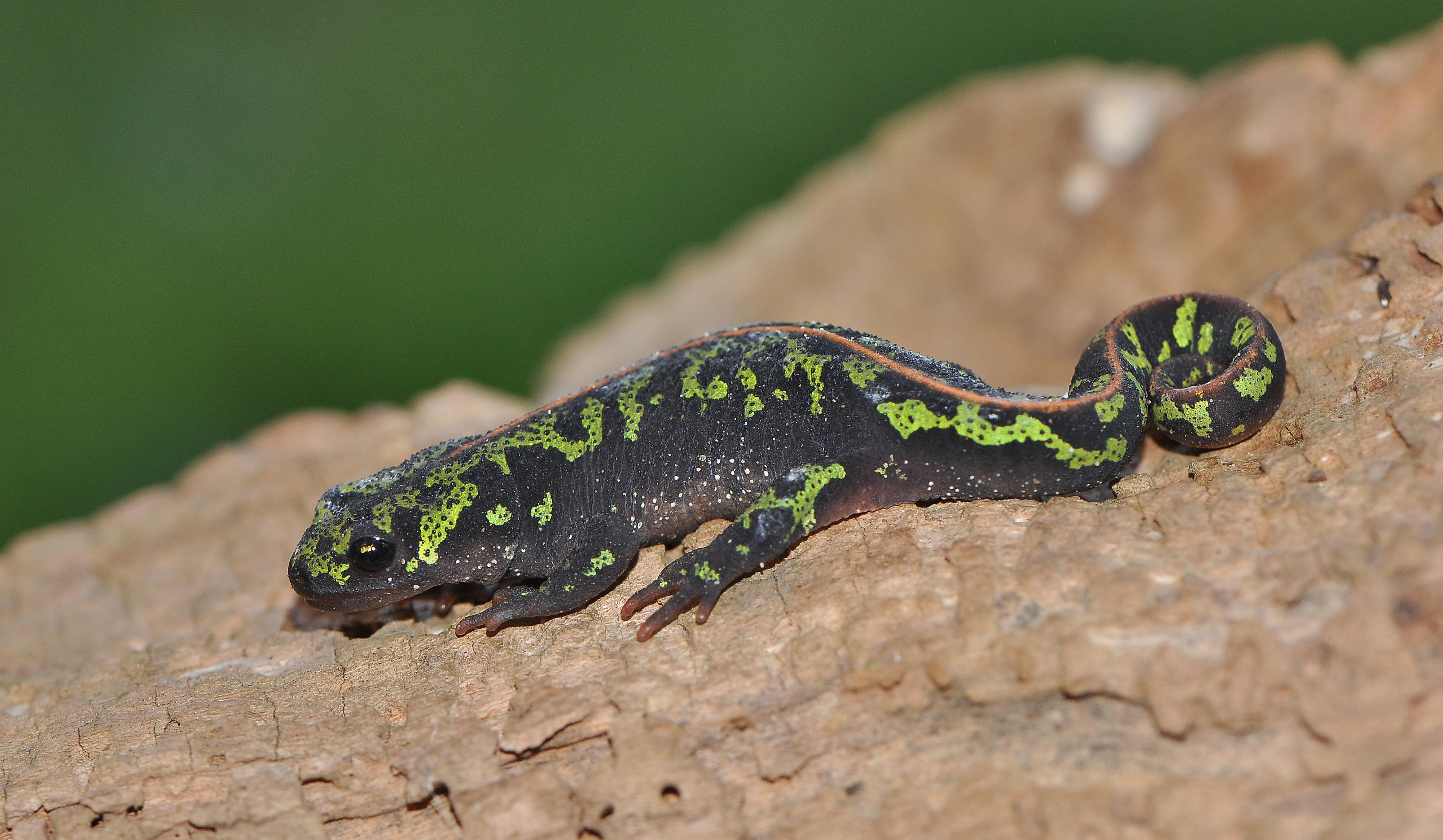 marbled newt3