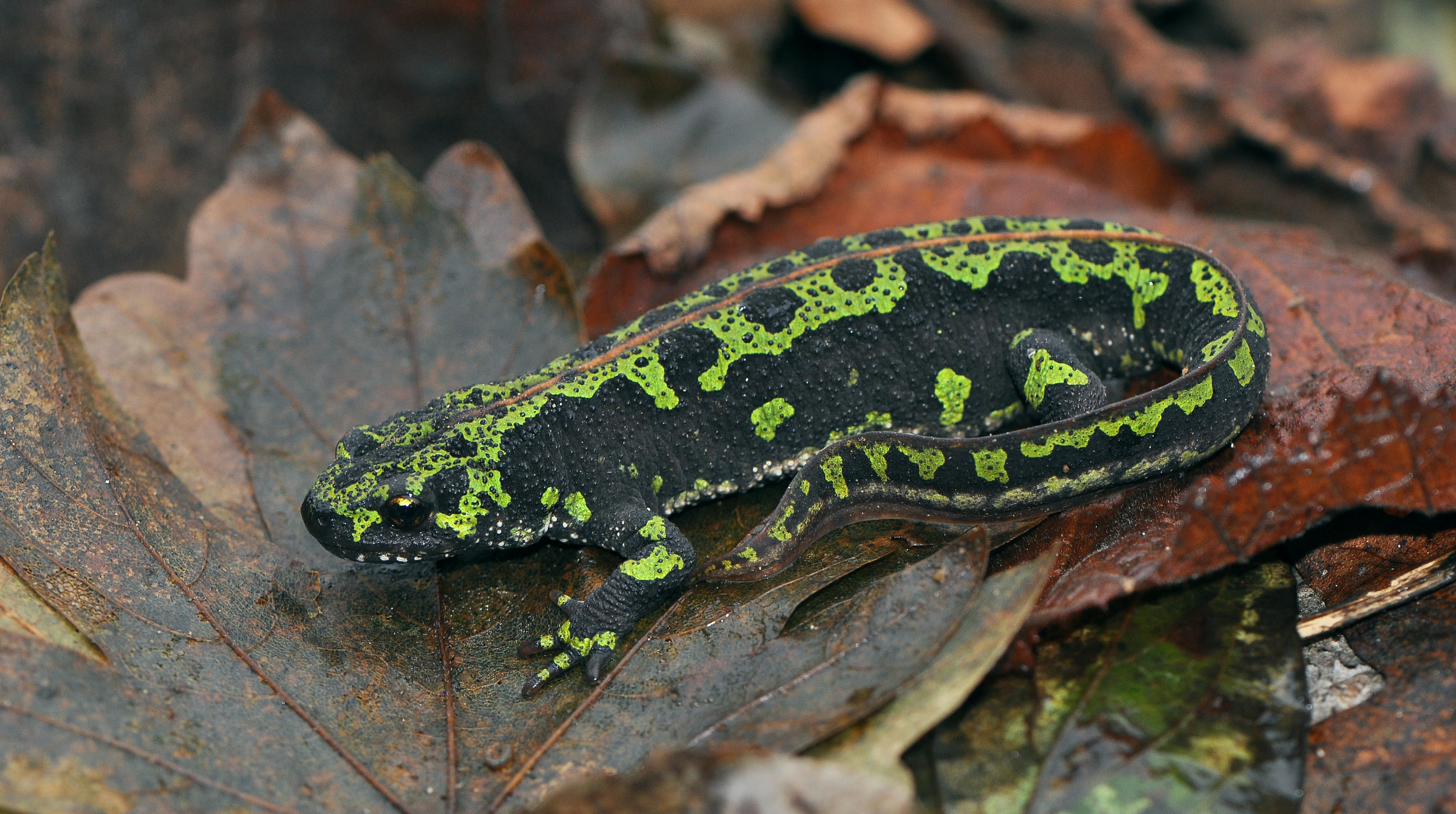 marbled newt4