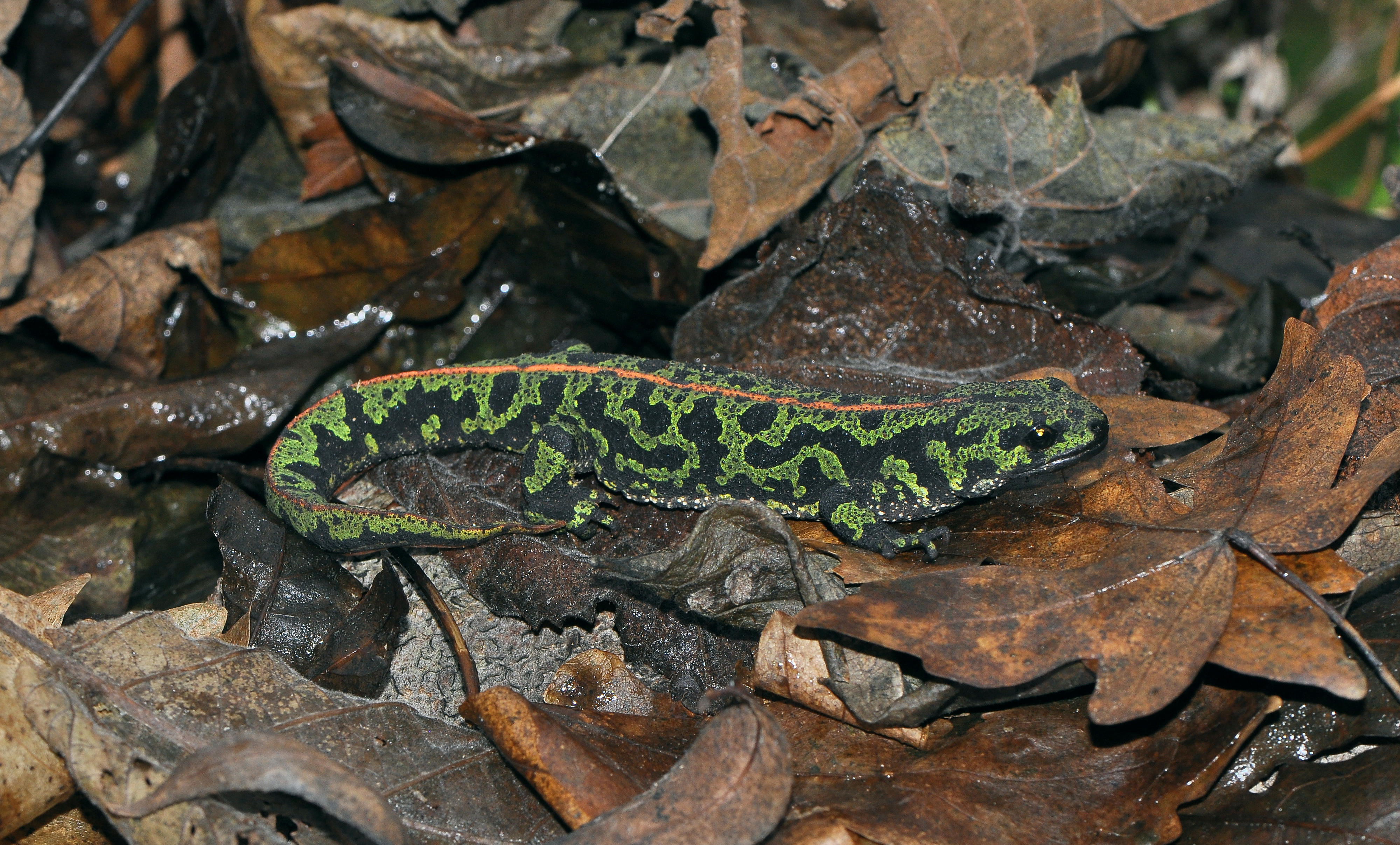 marbled newt6