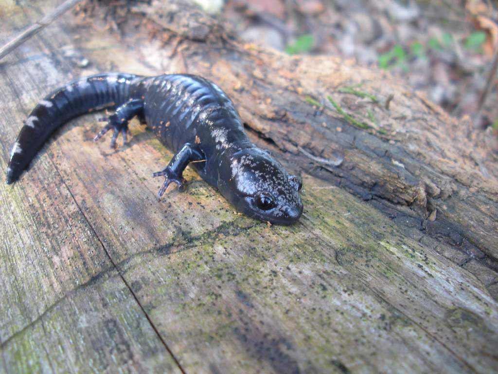 Marbled sal, Ambystoma opacum