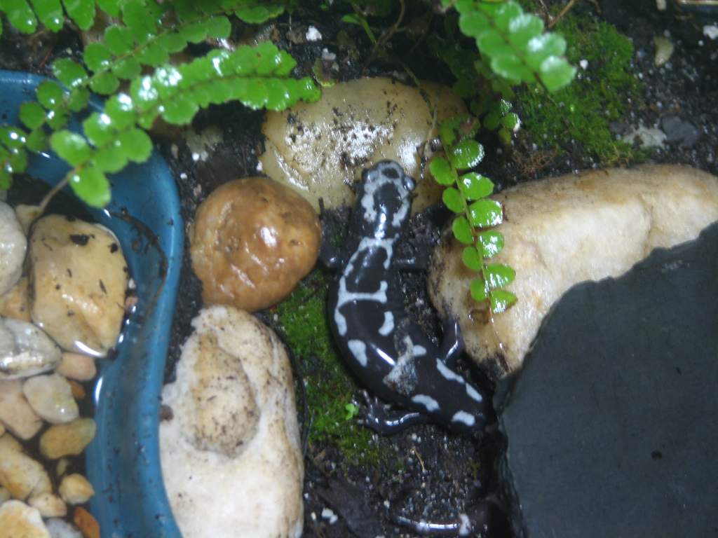 Marbled salamander (Ambystoma opacum)