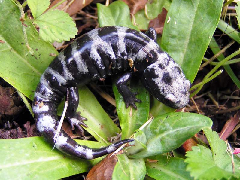 Marbled Salamander (Ambystoma opacum)