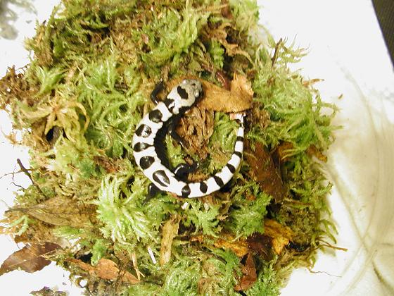 Marbled Salamander (Ambystoma opacum)