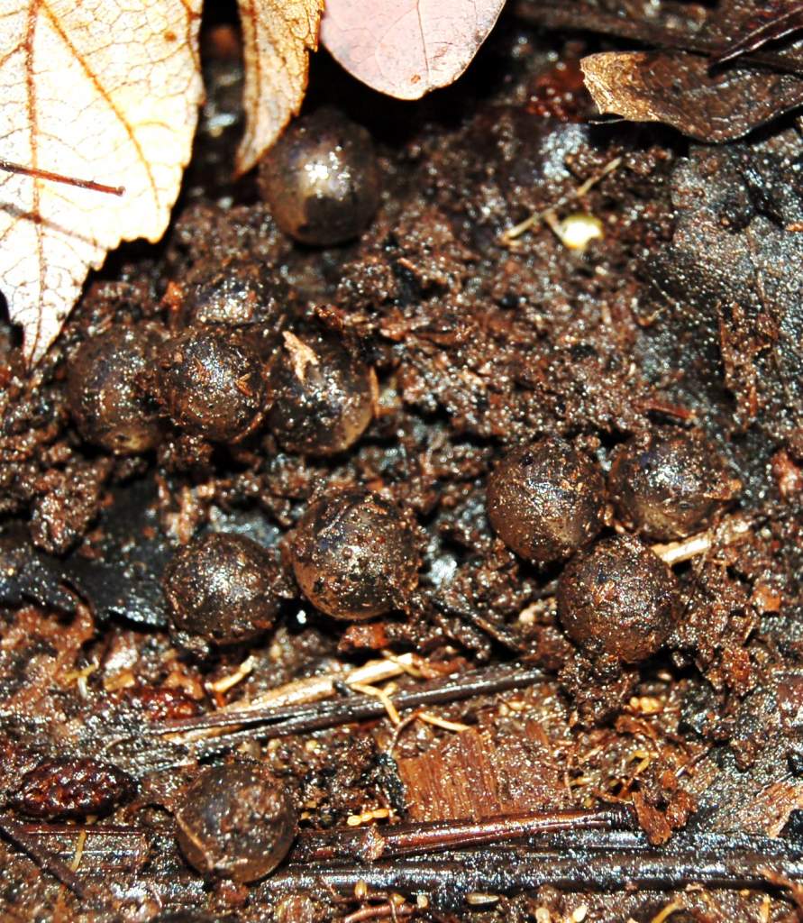 Marbled salamander eggs