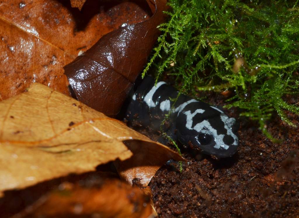 Marbled Salamander
Nomenclature: Ambystoma opacum
IUCN Red List: Least Concerned

© 2013 (These are my own photographs, please ask permission before u