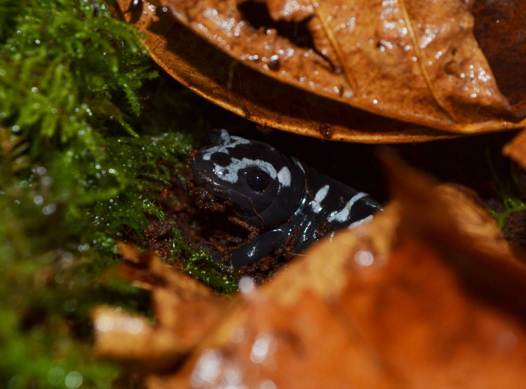 Marbled Salamander
Nomenclature: Ambystoma opacum
IUCN Red List: Least Concerned

© 2013 (These are my own photographs, please ask permission before u