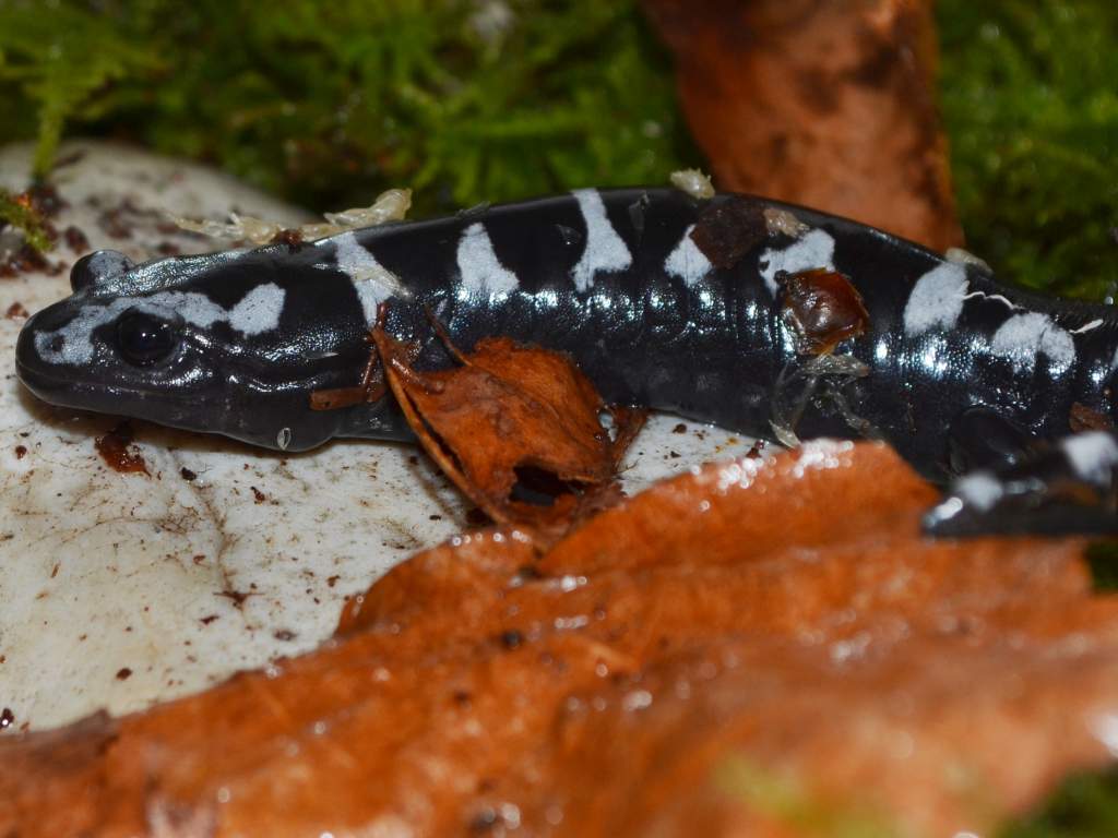 Marbled Salamander
Nomenclature: Ambystoma opacum
IUCN Red List: Least Concerned

© 2013 (These are my own photographs, please ask permission before u