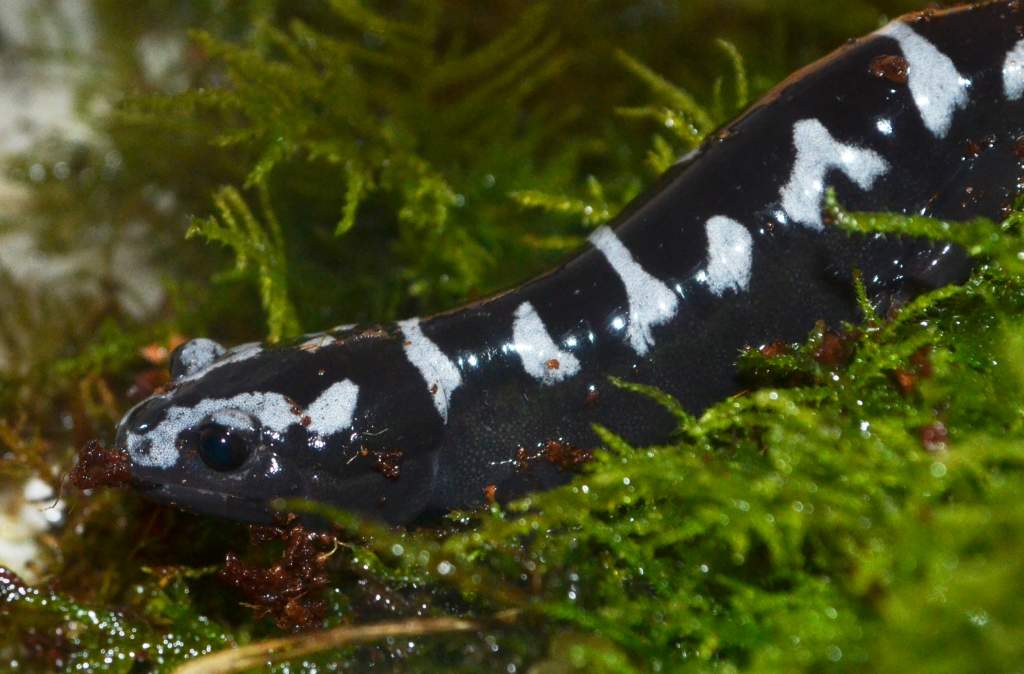 Marbled Salamander
Nomenclature: Ambystoma opacum
IUCN Red List: Least Concerned

© 2013 (These are my own photographs, please ask permission before u