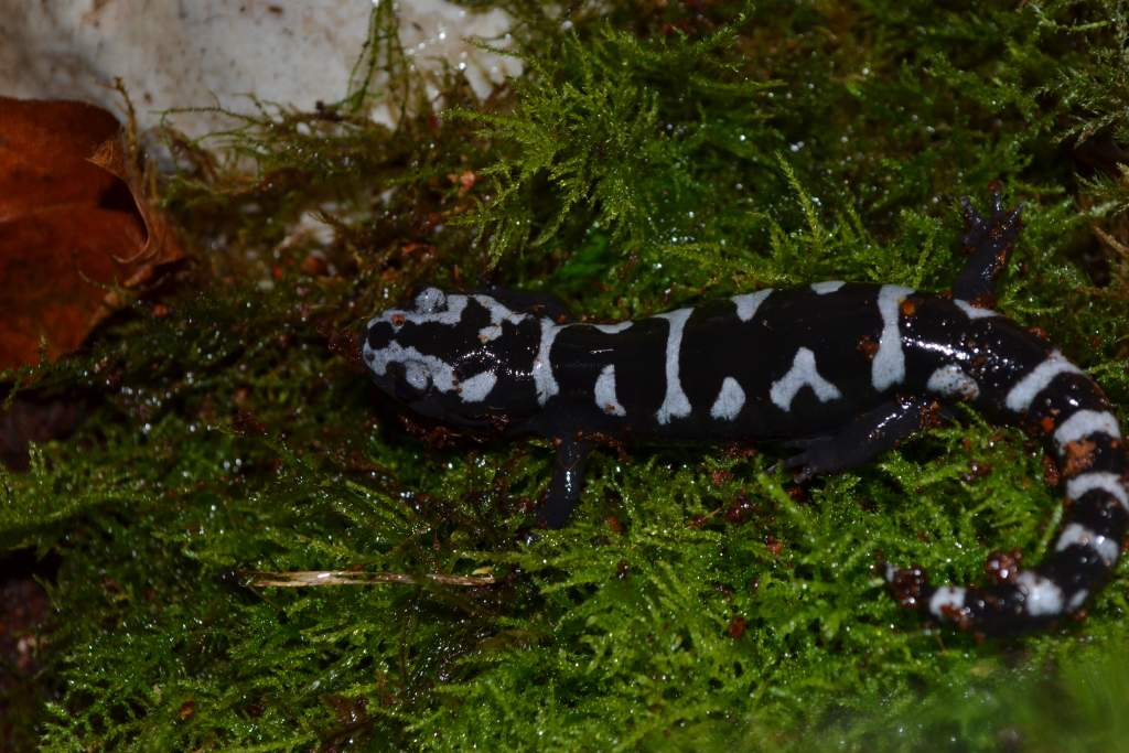 Marbled Salamander
Nomenclature: Ambystoma opacum
IUCN Red List: Least Concerned

© 2013 (These are my own photographs, please ask permission before u